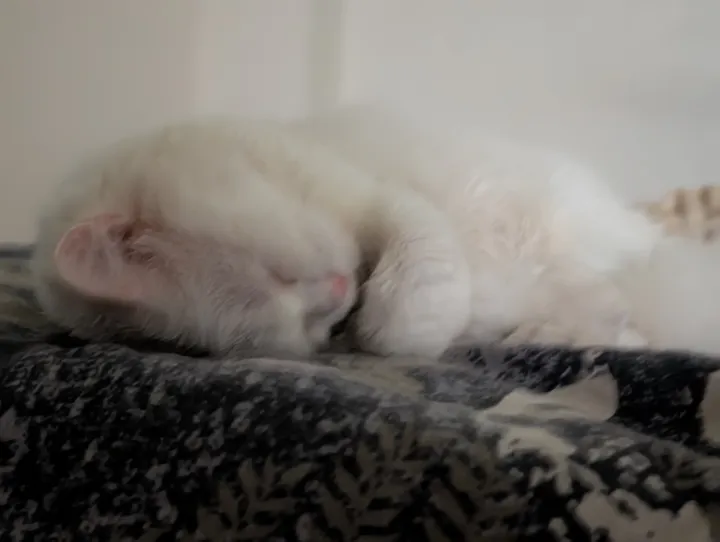 Without Camera Coach cat.