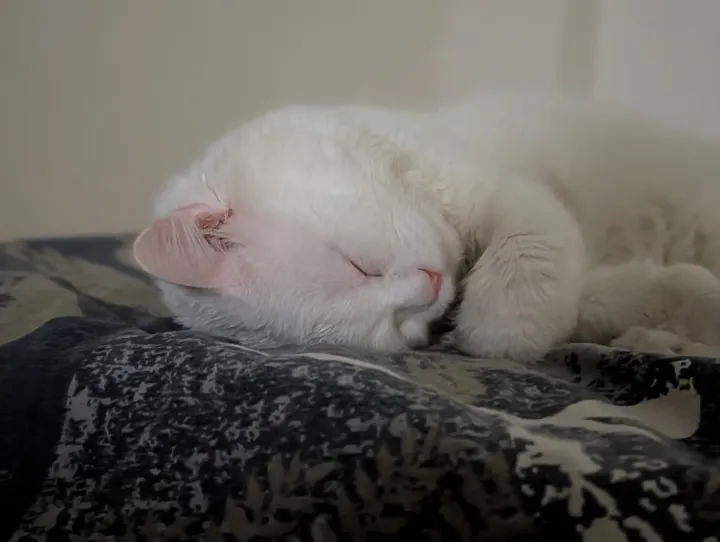 With Camera Coach cat.