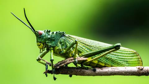 Enova's $369 Million Acquisition of Grasshopper Bank: What It Means for the Future