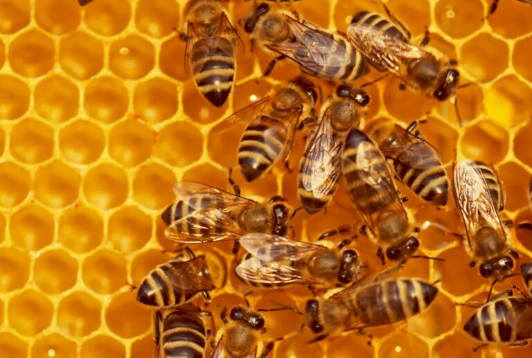 Unlock Your Potential: Beehiiv Launches Innovative Creator Tools with Webinars and Customizable Paywalls